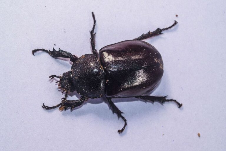 Spiritual Meaning of Black Beetles