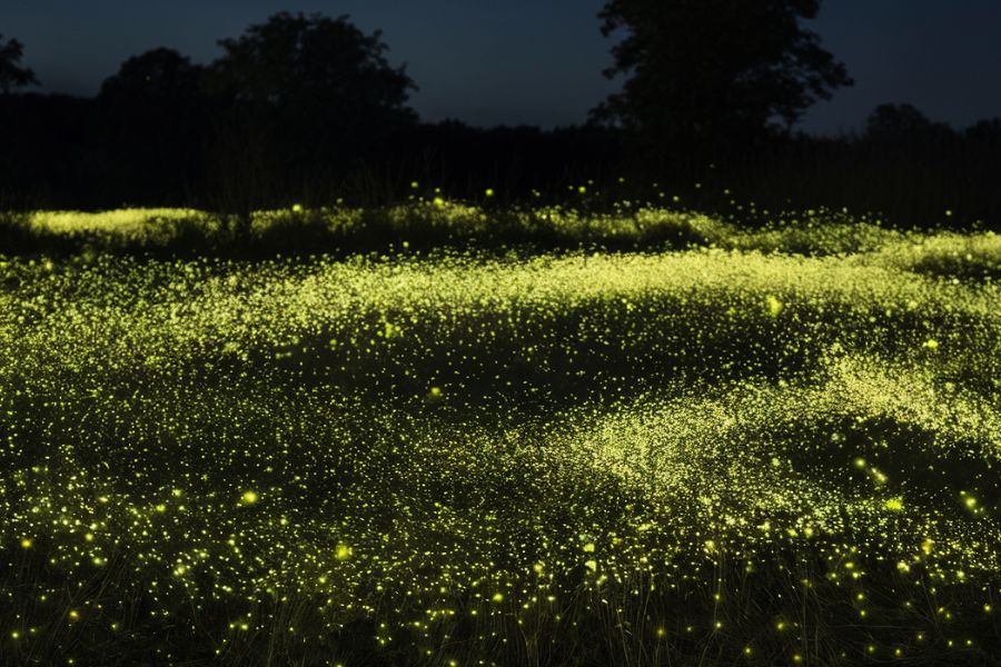 fireflies